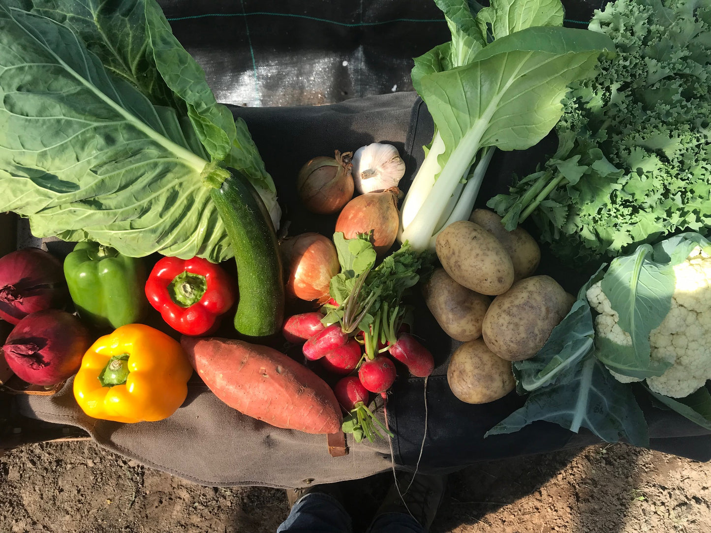 Large Veg Box